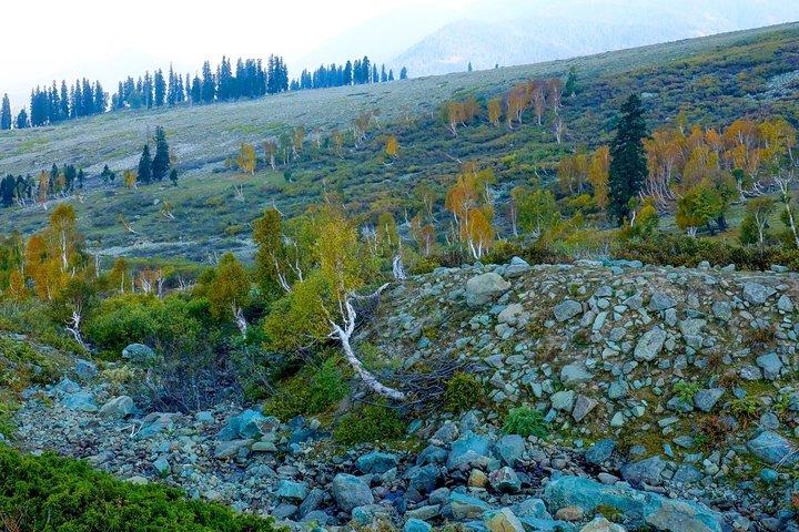 Majestic Sonamarg: A Day Trip to the Meadow of Gold from Srinagar