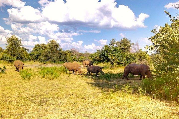 Rhino Walking Safari at Mosi-oa-Tunya National Park