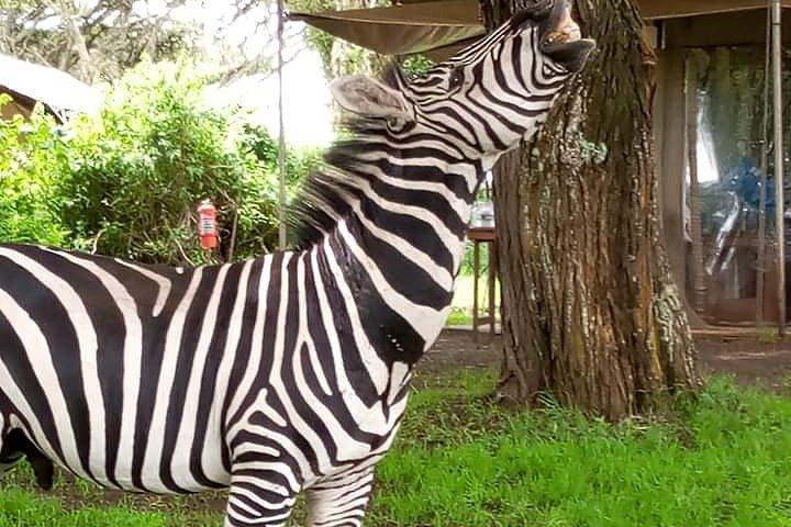 2 Day Safari Tarangire and Ngorongoro Crater