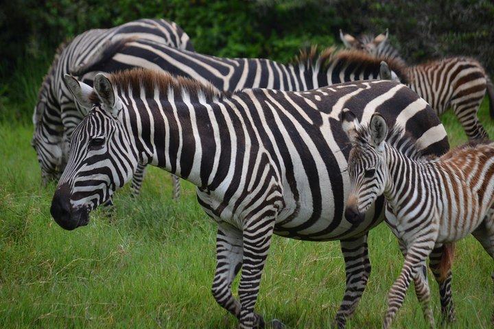 4 Days Tanzania Private safari to Serengeti ,ngorongoro crater and Tarangire