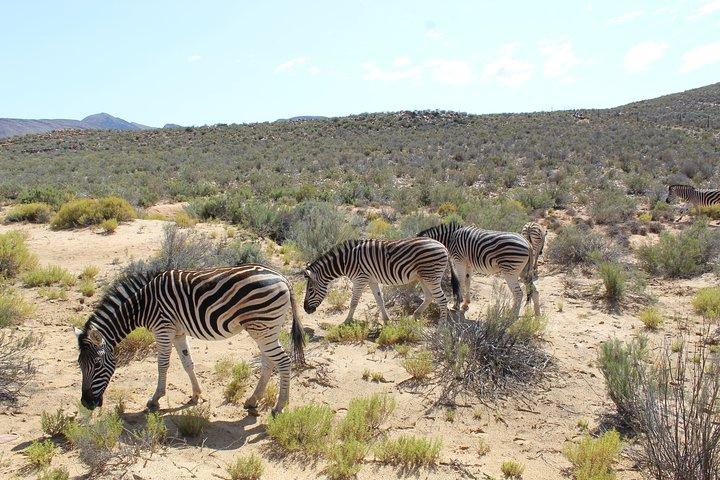 Shared Return Transfer to Aquila Safari from Cape Town Day trip