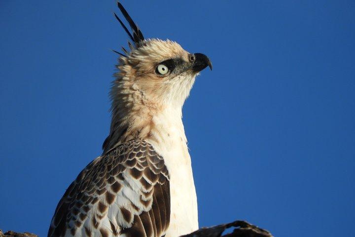 Bundala National Park Birds Watching Safari Tour