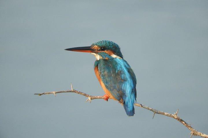 Bundala National Park Birds Watching Safari Tour