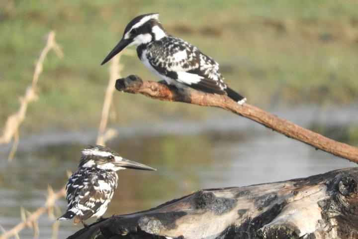 Bundala National Park Birds Watching Safari Tour