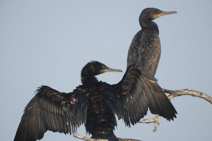 Bundala National Park Birds Watching Safari Tour
