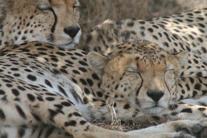 3-Day Maasai Mara Group Joining Safari