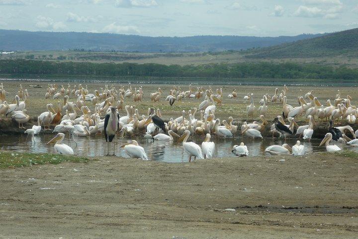 6 Days safari to Amboseli N/P Aberdare N/P, Lake Nakuru N/P and Maasai Mara N/R.