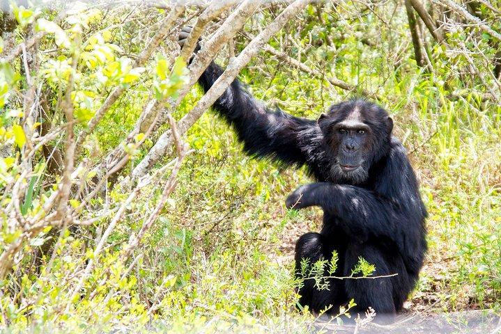 1-Day Ol Pejeta Conservancy Safari