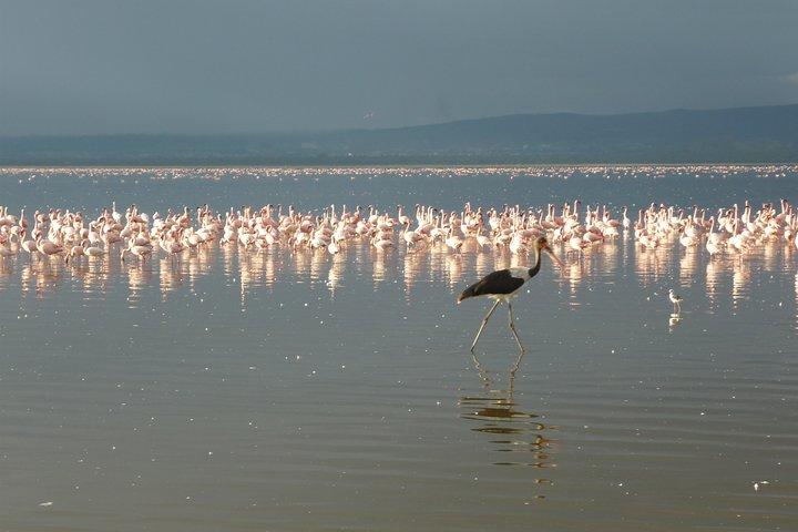 4 Days Safari to Lake Nakuru N/P and Maasai Mara N/R