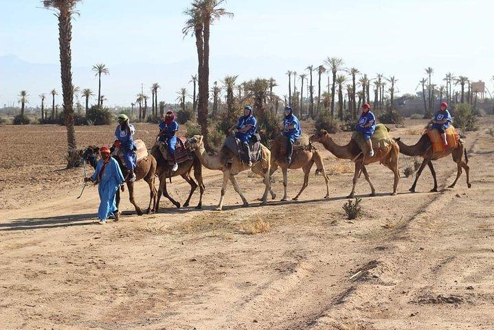 Camel ride at sunset from the palm grove