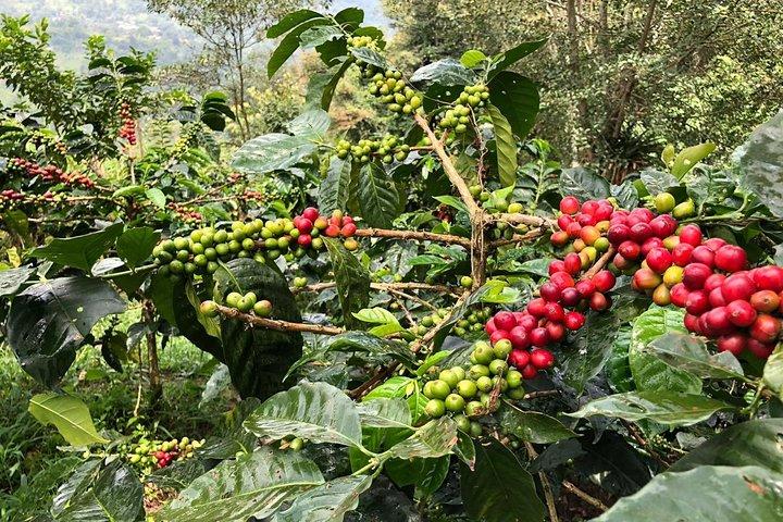 Coffee Farm and Salento Walking Tour