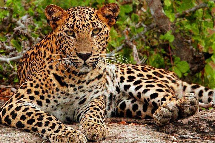 Yala National Park Full-Day Jeep Safari with Lunch