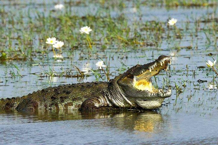 Yala National Park Full-Day Jeep Safari with Lunch