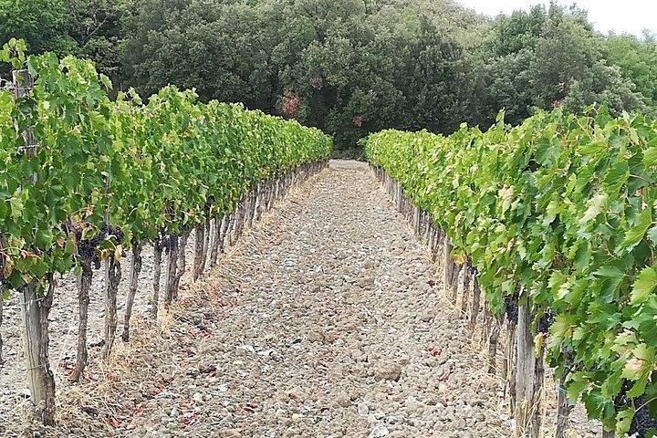 Wine tour in Chianti and visit of San Gimignano for small groups