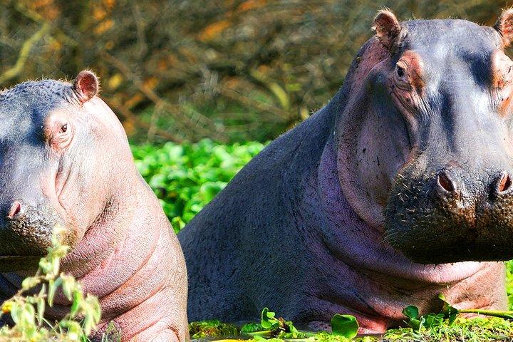 2-Day Guided Safari Tour of Hell's Gate Park and Lake Naivasha