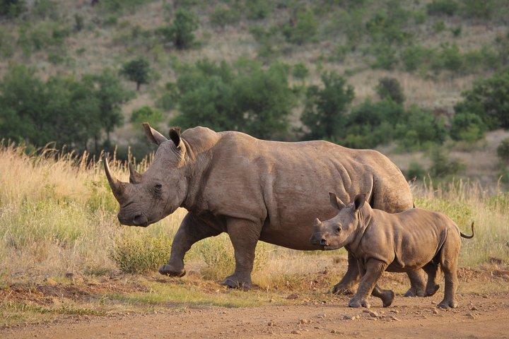 Ziwa Rhino Walking Safari Experience