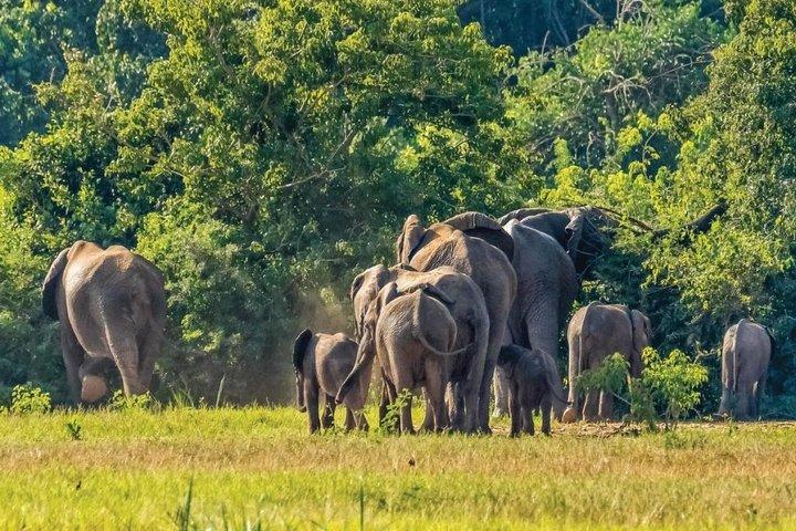 Guided Safari to Murchison Falls from Masindi