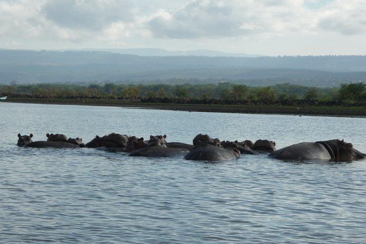 6 Days Safari to Meru N/P, Lake Naivasha, Maasai Mara N/R - Mid range.