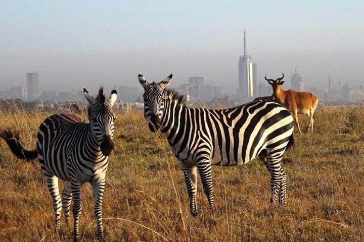 Half-day private Game Drive in Nairobi National Park