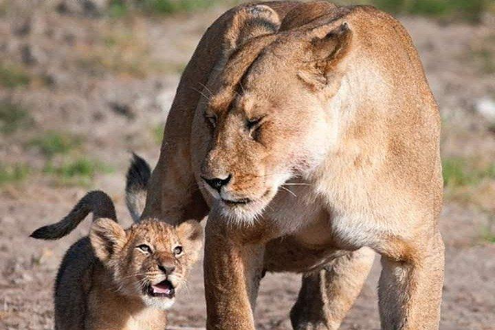 Half-day private Game Drive in Nairobi National Park