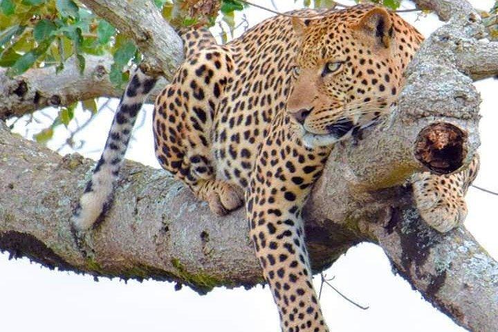 Half-day private Game Drive in Nairobi National Park