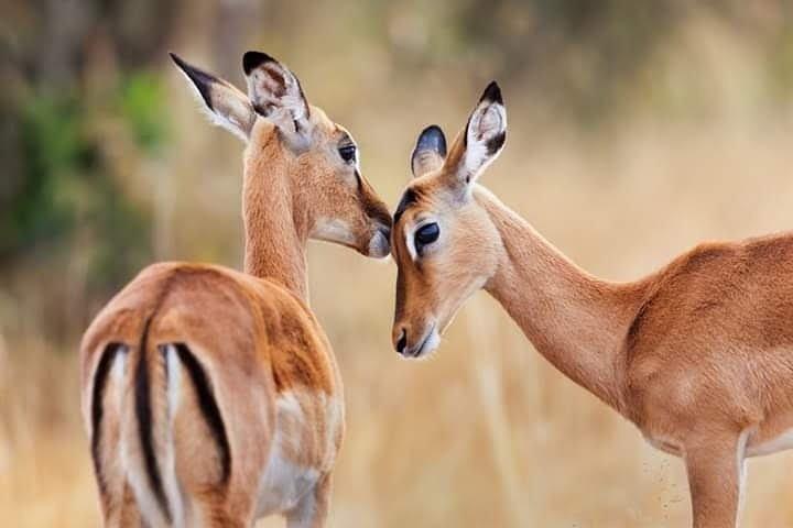 Half-day private Game Drive in Nairobi National Park