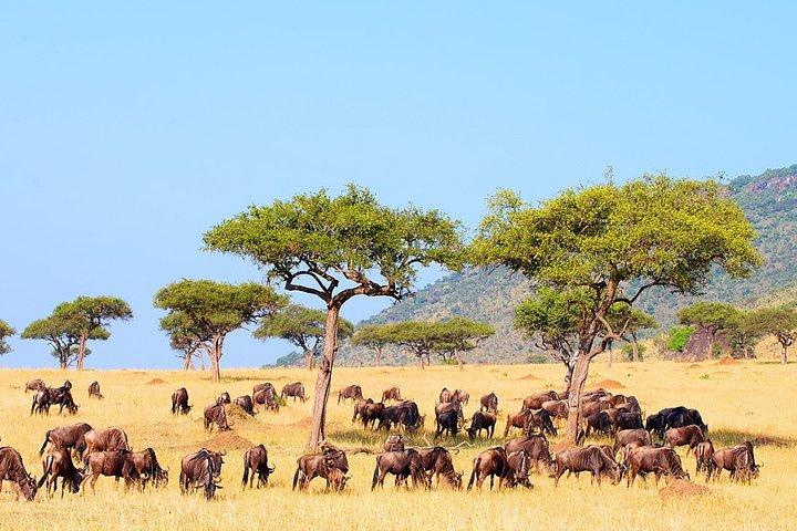 9-Day Taste of Kenya Wildlife Luxury Safari