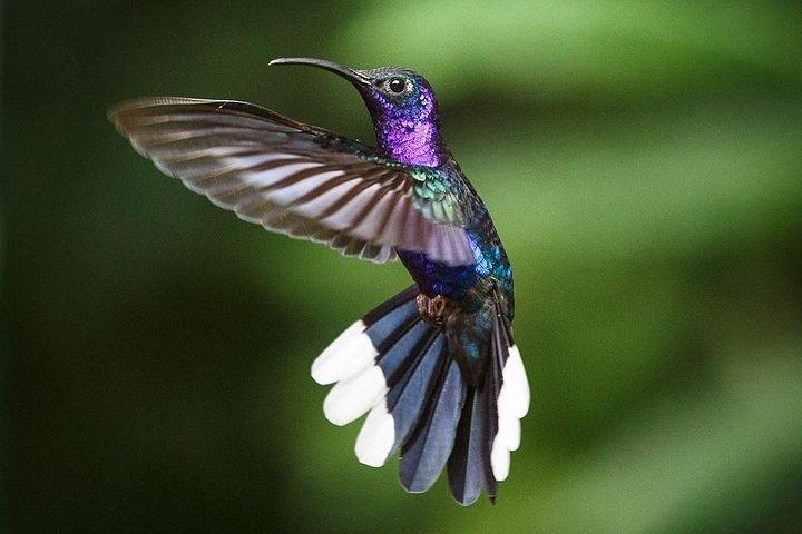 Monteverde Cloud Forest Hanging Bridges Tour from San Jose