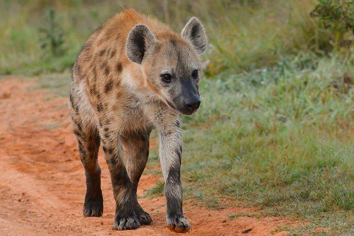 6 nights 7 days Masai Mara budget safari.