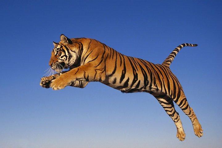8 Day Golden Triangle Tour with Ranthambore {Taj , Tigers & More}