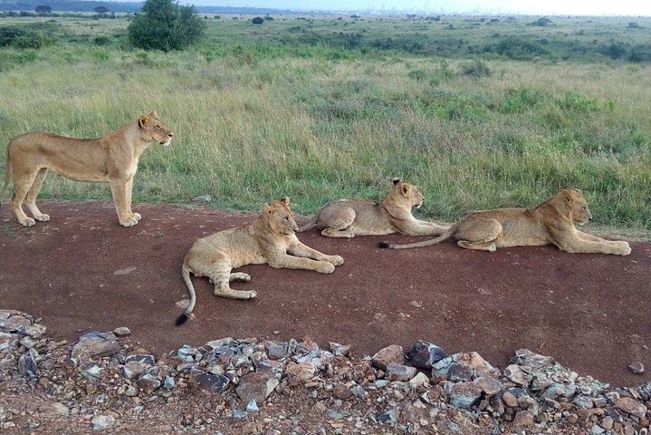 2-Day Maasai Mara National Reserve Safari from Nairobi