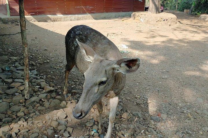 Kanheri Cave with Global Vipassana Pagoda Tour in Private Vehicle