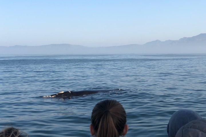 Whale Watching Tour in Hermanus with Hotel Pickup