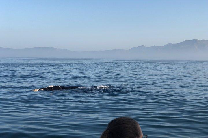 Whale Watching Tour in Hermanus with Hotel Pickup