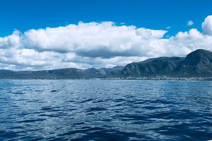 Whale Watching Tour in Hermanus with Hotel Pickup