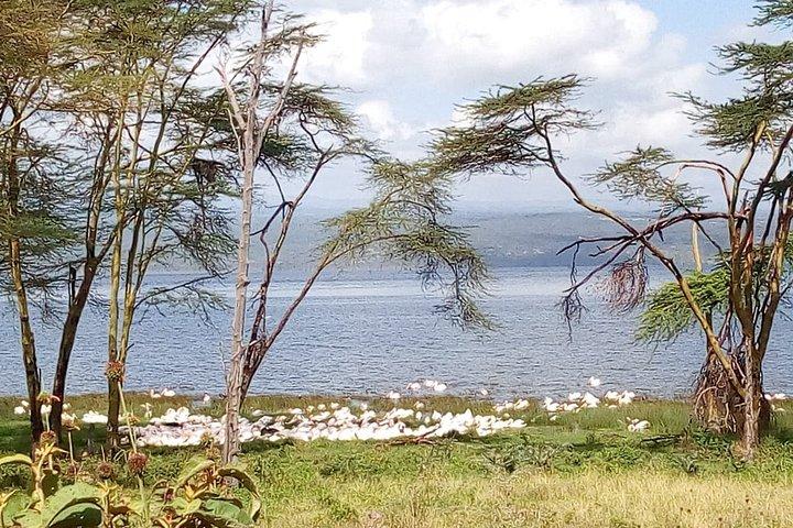 2-Day Private Guided Safari of Lake Nakuru Park from Nairobi