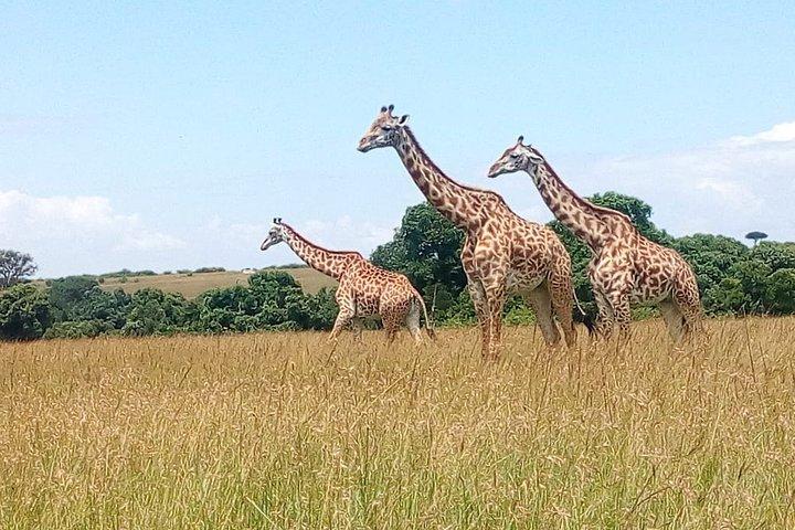 2-Day Private Guided Safari of Lake Nakuru Park from Nairobi