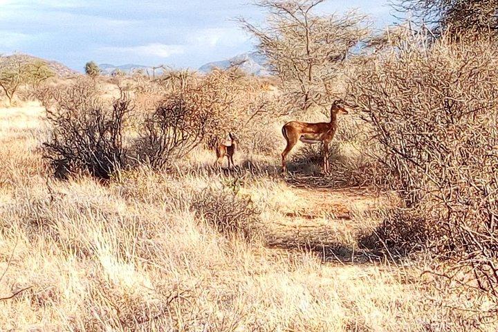 2-Day Private Guided Safari of Lake Nakuru Park from Nairobi