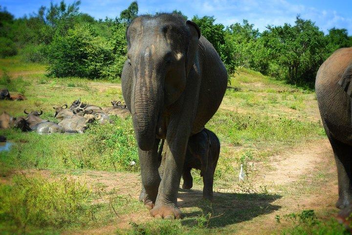 Udawalawe National Park — Full-Day Private Jeep Safari (8 Hours)