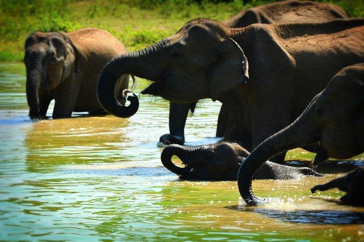Udawalawe National Park — Full-Day Private Jeep Safari (8 Hours)
