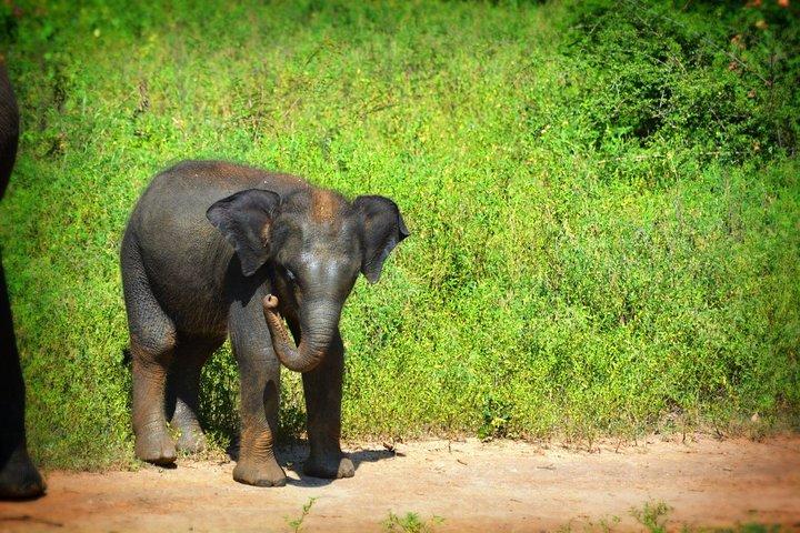 Udawalawe National Park — Full-Day Private Jeep Safari (8 Hours)