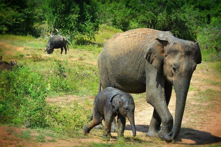 Exclusive 3-Hour Private Jeep Safari at Udawalawe National Park