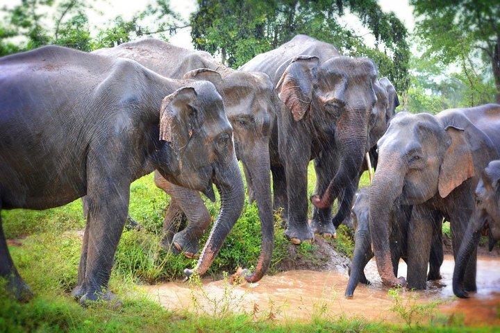 Exclusive 3-Hour Private Jeep Safari at Udawalawe National Park