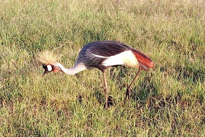 Lake Naivasha with Crescent Island 2-Day Safari from Nairobi
