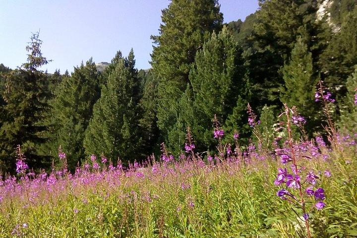 Private Trekking in Rila Mountains and Mt Mousala from Sofia