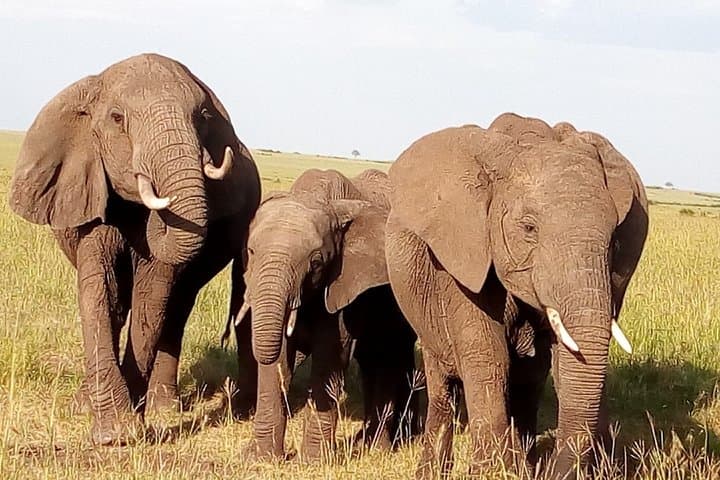 Private 3-Day Meru National Park Safari from Nairobi