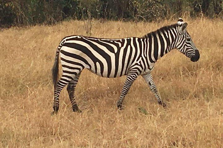 2-Day Tsavo National Park Private Safari from Mombasa