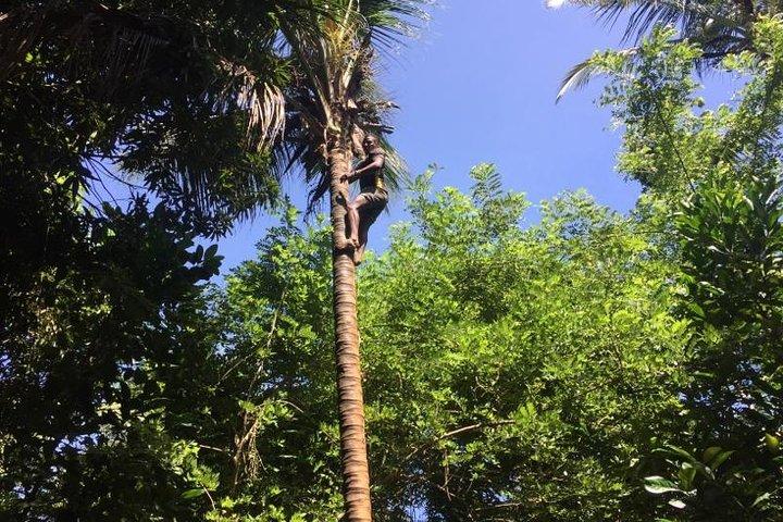 Spice Farm Tour and Jozani Forest - Private Trip