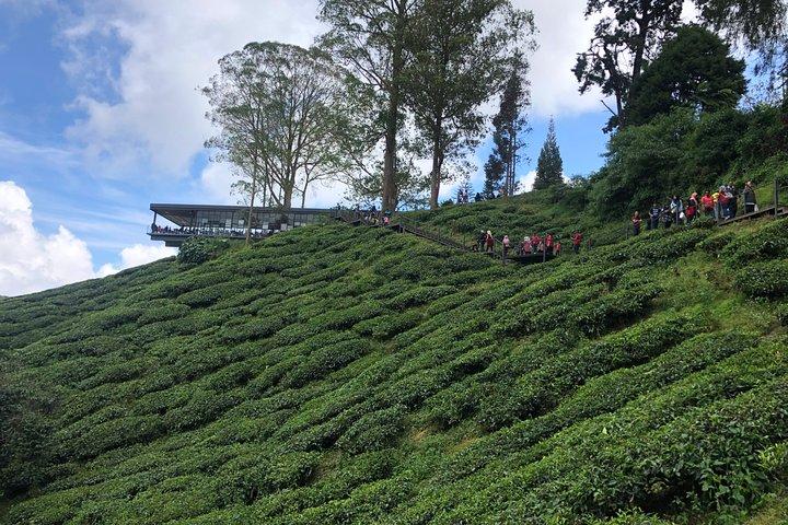 4-Day Cameron Highland and Penang Tour from Kuala Lumpur