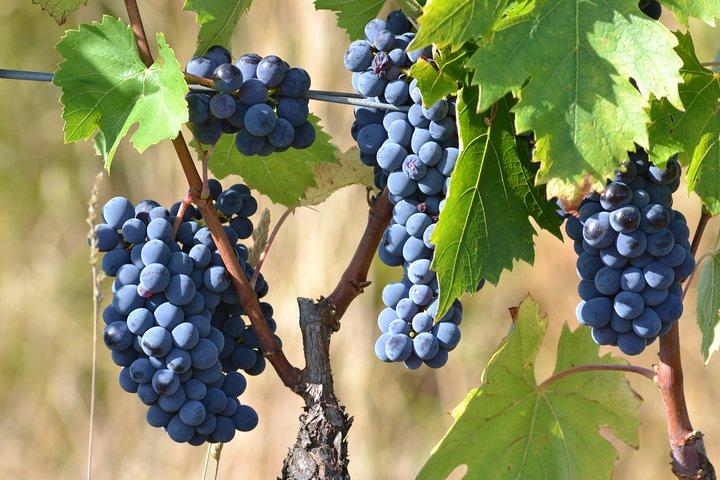 Wine Tour Experience